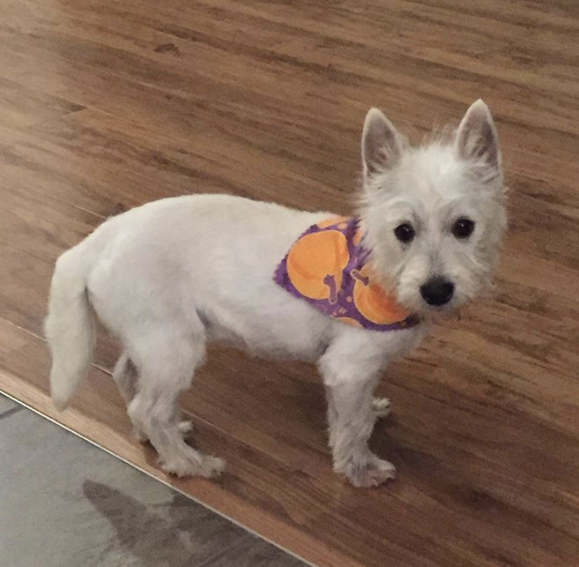 Pet of the Day: Piper